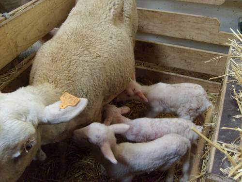 chiquero-post-parto-ovejas-corderos-nacidos