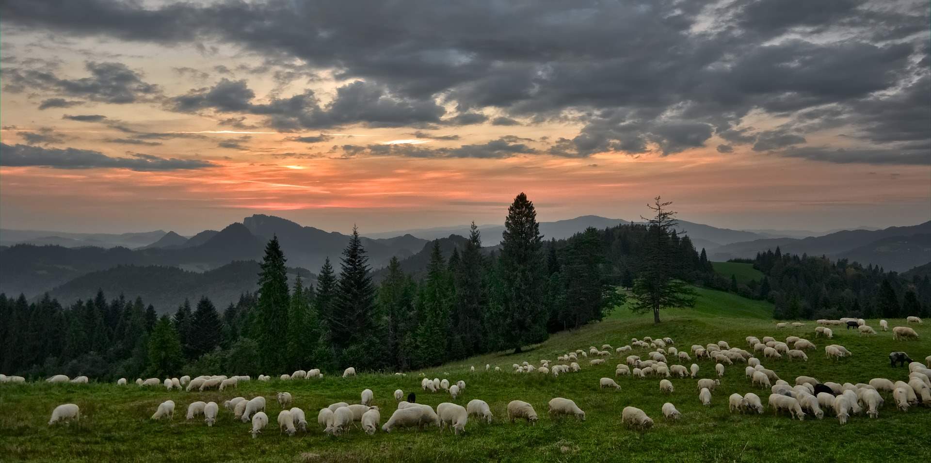 ovejas-pastoreo-montaña